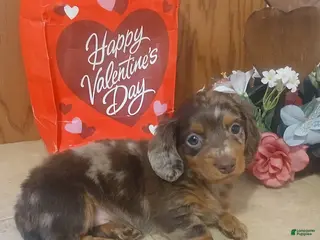 Miniature Dachshund dogs Sweetie - Ad 6