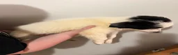 Border Collie dogs for sale: Border Collie 2 - Ad 2