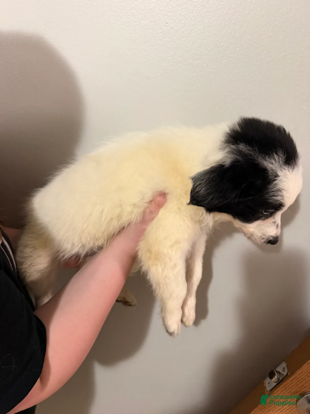 Border Collie dogs for sale: Border Collie 2 - Ad 2