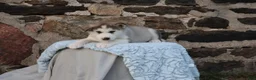 Alaskan Malamute dogs for sale: Stormy - Ad 5