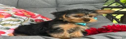 Yorkshire Terrier dogs for sale: Muff - Ad 6