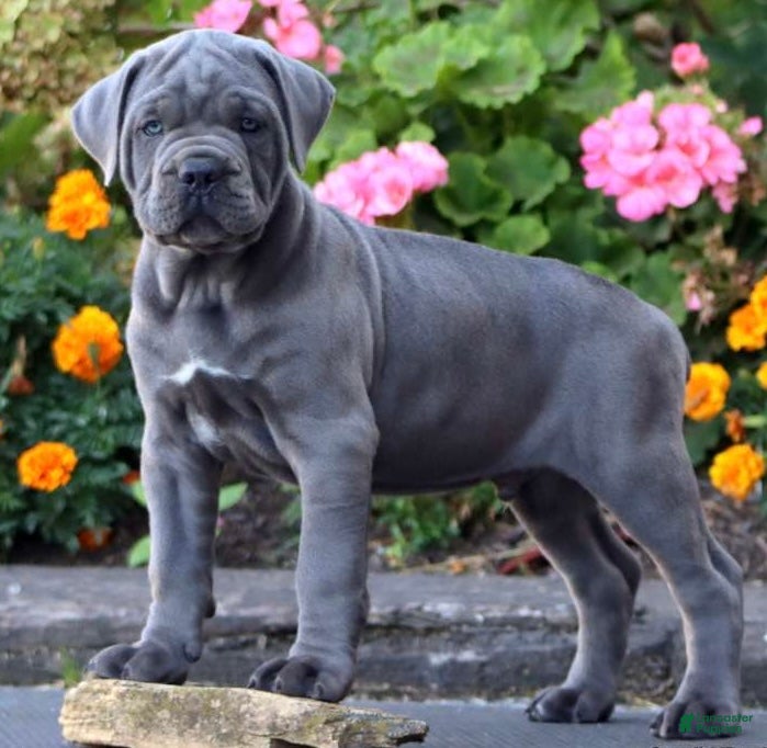 Cane Corso dogs Mr Bill - Ad 2