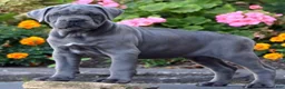 Cane Corso dogs for sale: Mr Bill - Ad 2