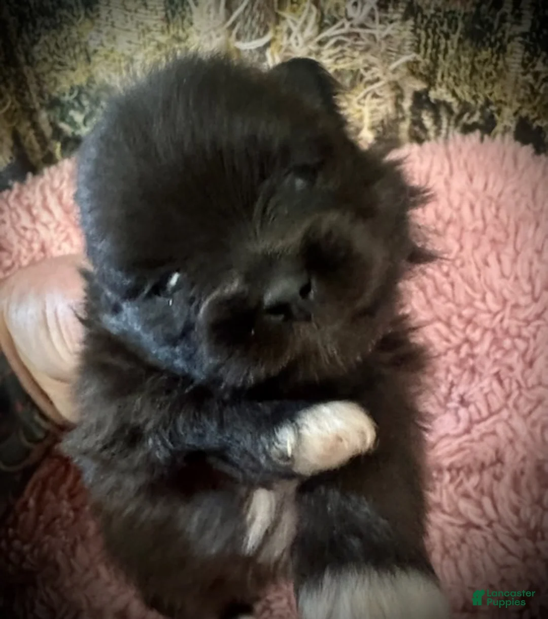 Pomeranian dogs for sale: Dash - Ad 1
