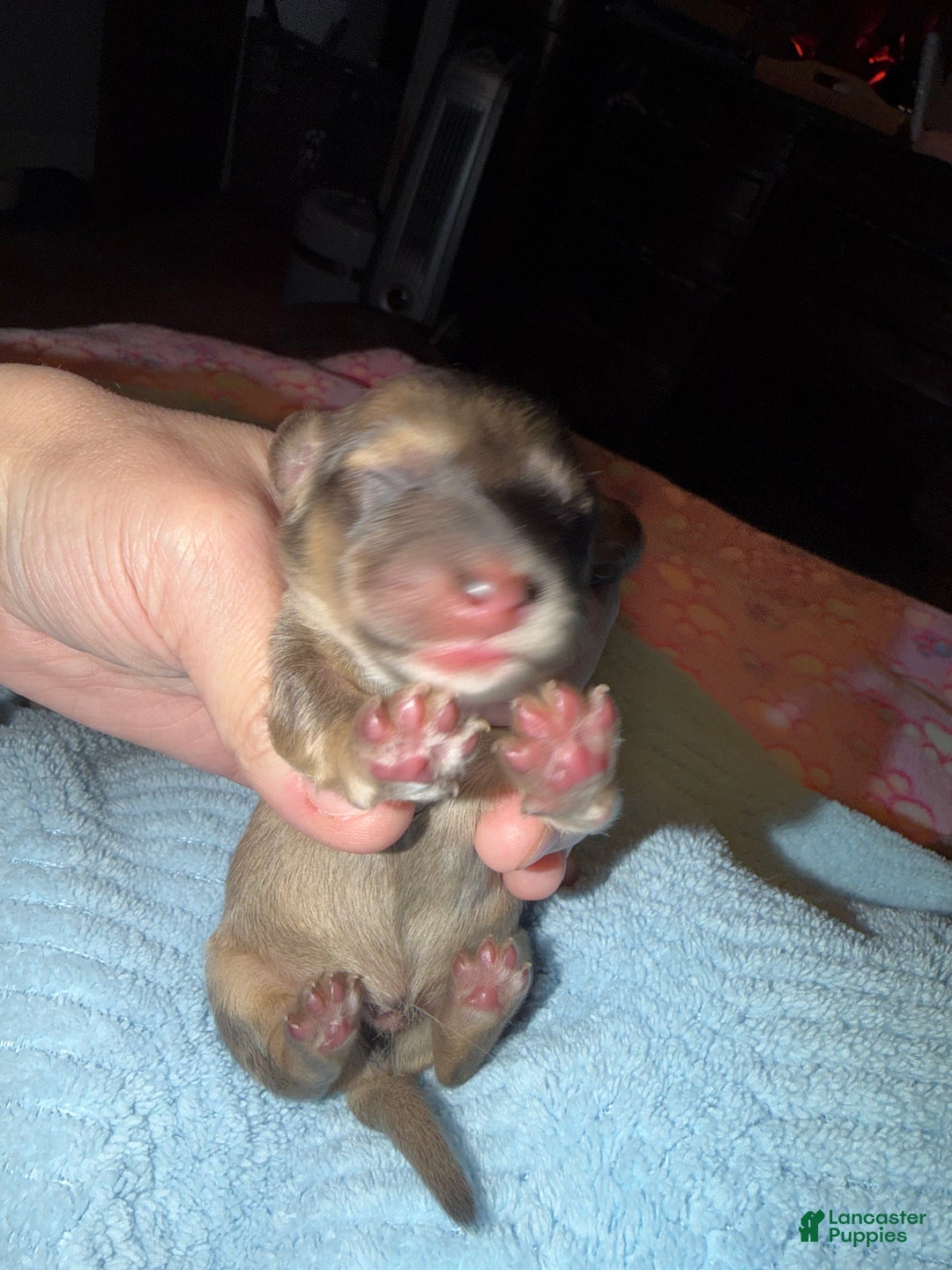 Miniature Dachshund dogs for sale: Cream - Ad 40