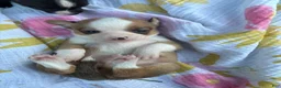 Chihuahua dogs for sale: Peanut - Ad 3