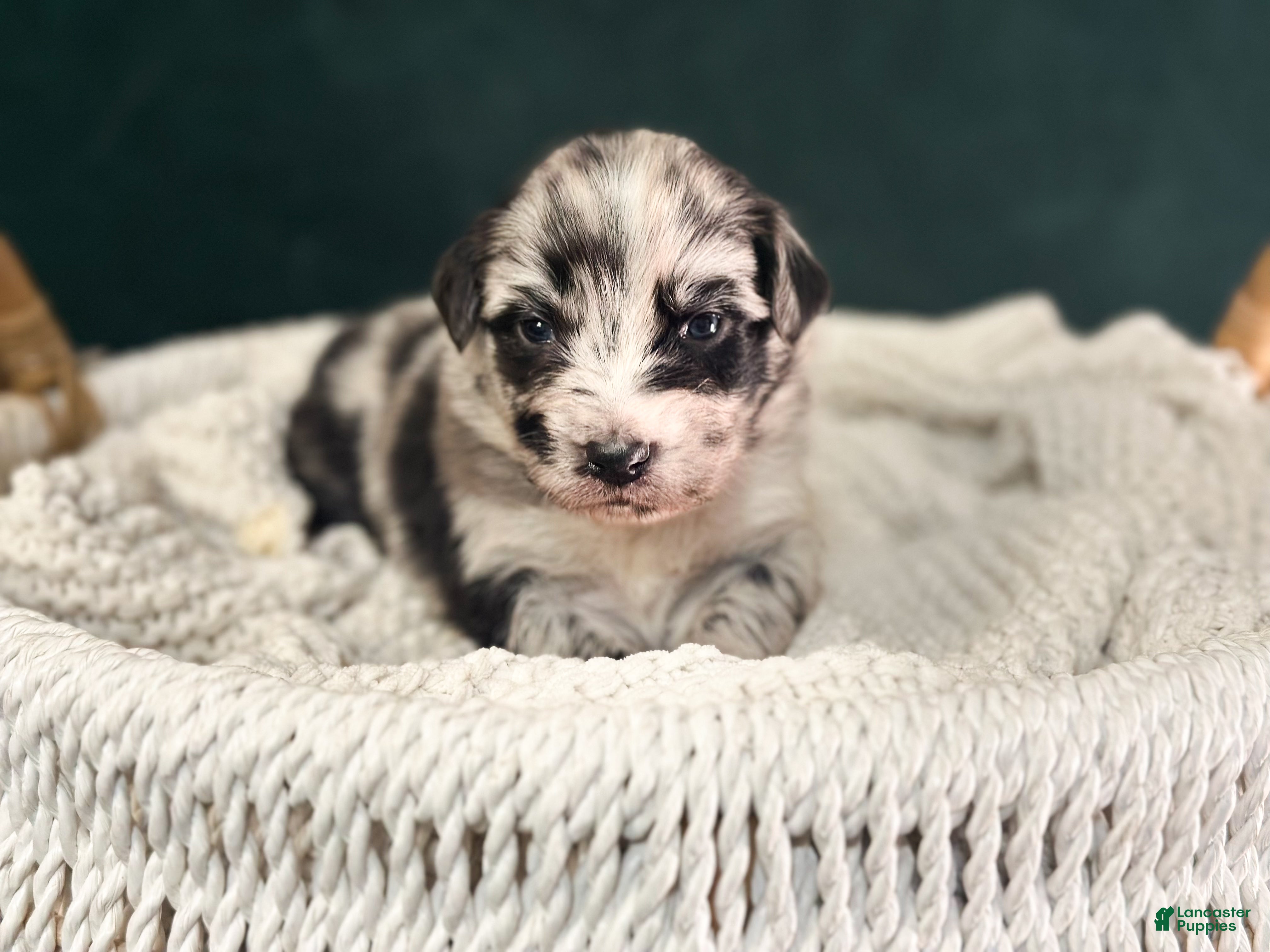 Australian Shepherd dogs Blue Merle Female (Boo) - Ad 17