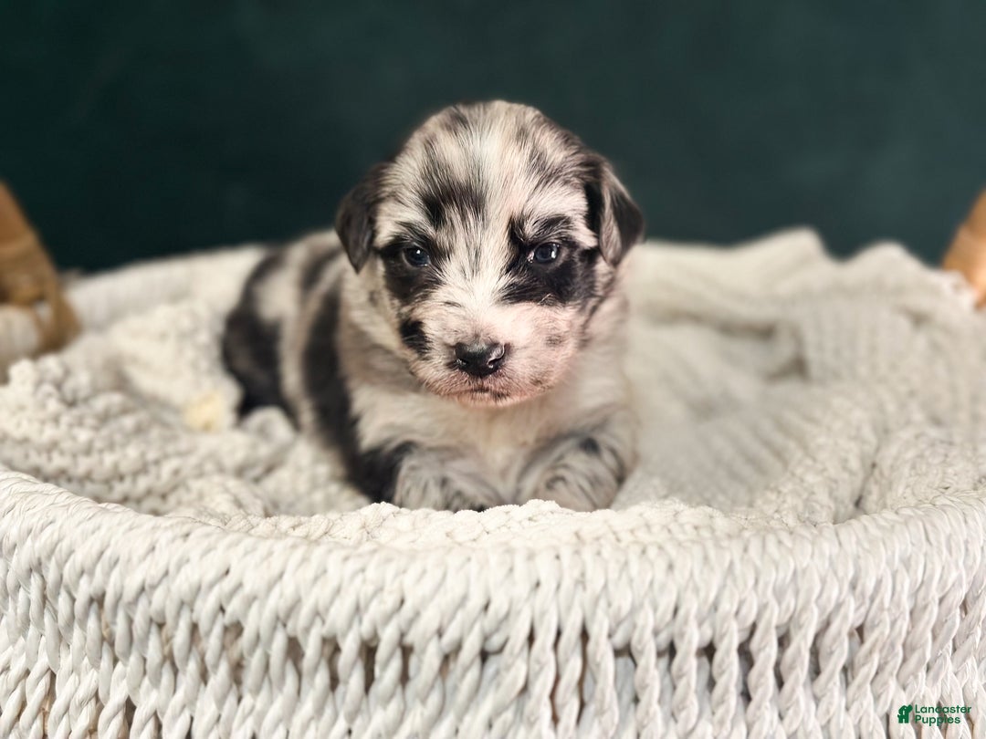 Australian Shepherd dogs for sale: Blue Merle Female (Boo) - Ad 1