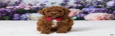 Benji