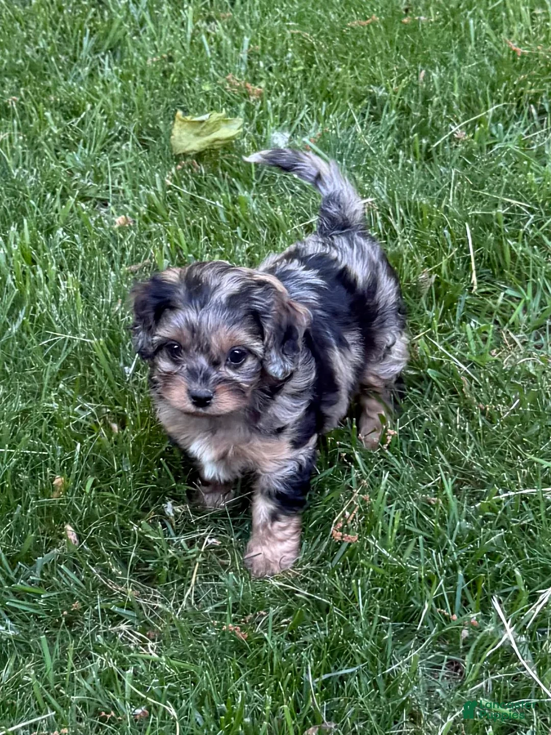 Cavapoo dogs for sale: Alexis - Ad 1