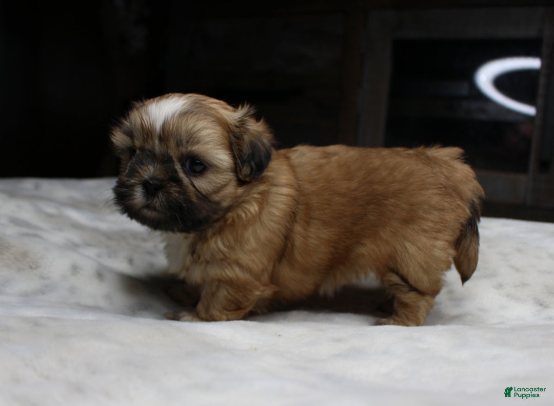 Shih Tzu dogs for sale: Claire - Ad 2