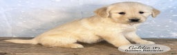 Golden Retriever dogs for sale: Goldie - Ad 2