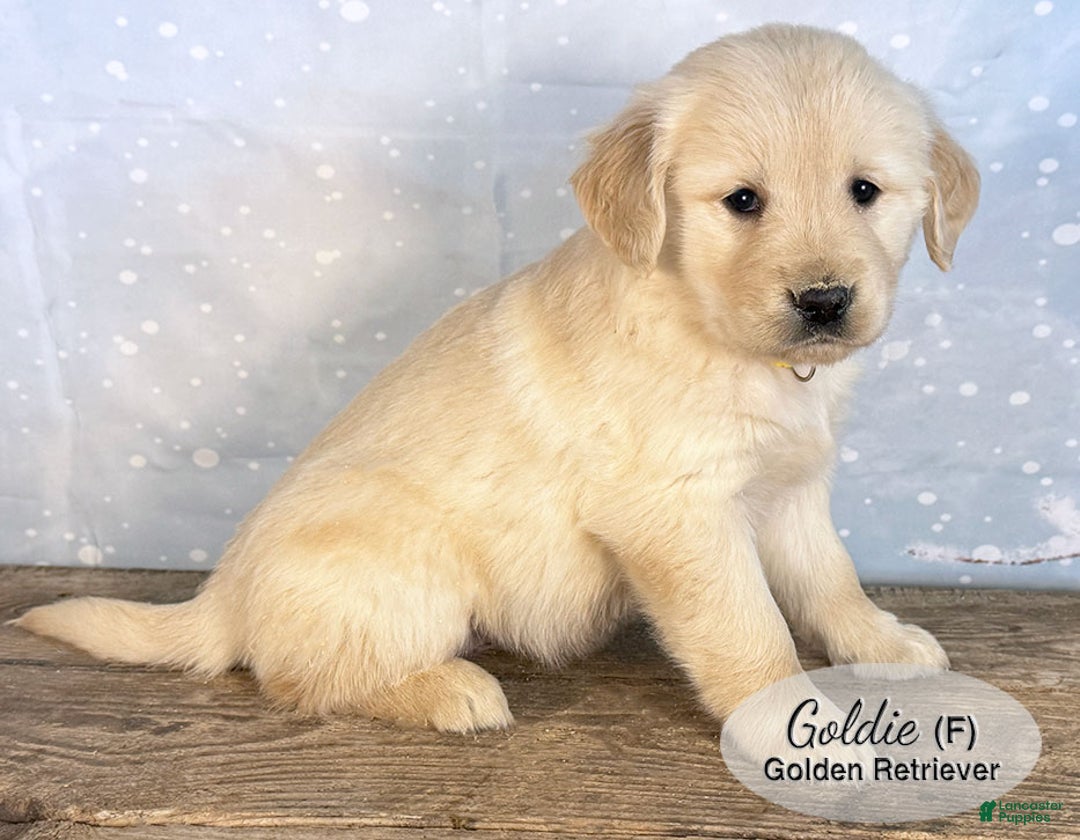Golden Retriever dogs for sale: Goldie - Ad 2
