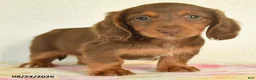 Miniature Dachshund dogs for sale: Lucky - Ad 3