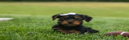 Yorkshire Terrier dogs for sale:  Bowie 🐶✨ - Ad 7