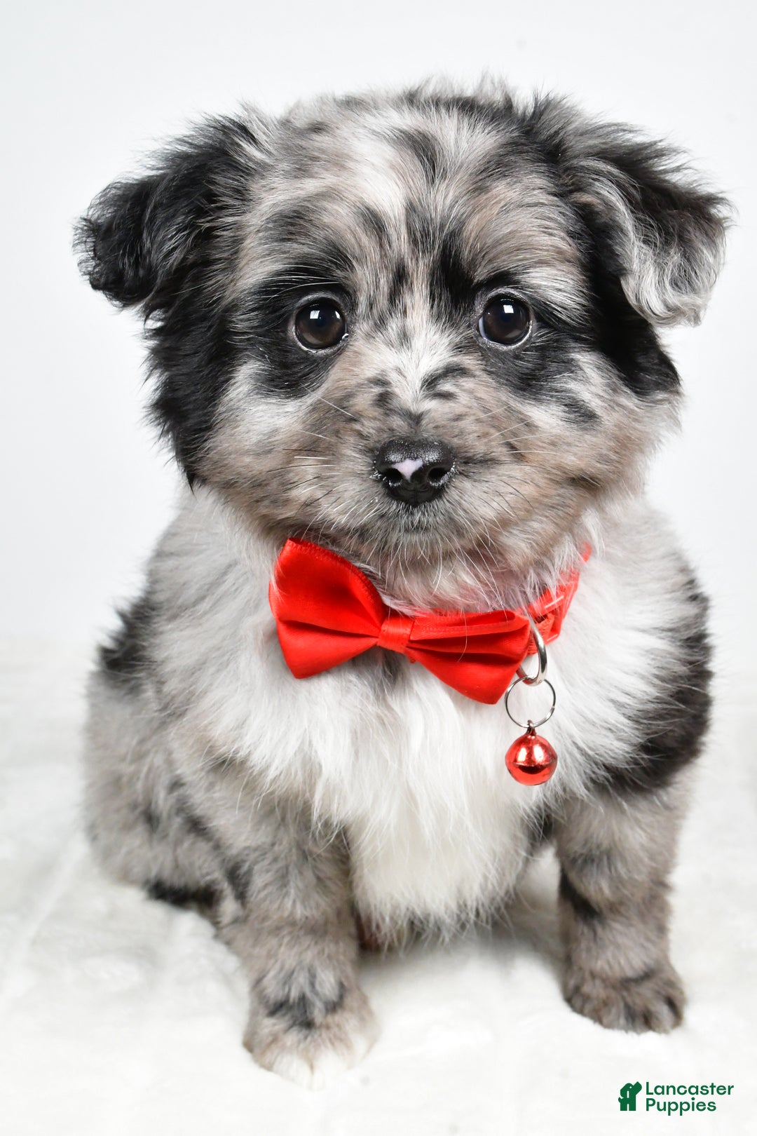 Mini Aussiedoodle dogs for sale: Blace - Ad 11