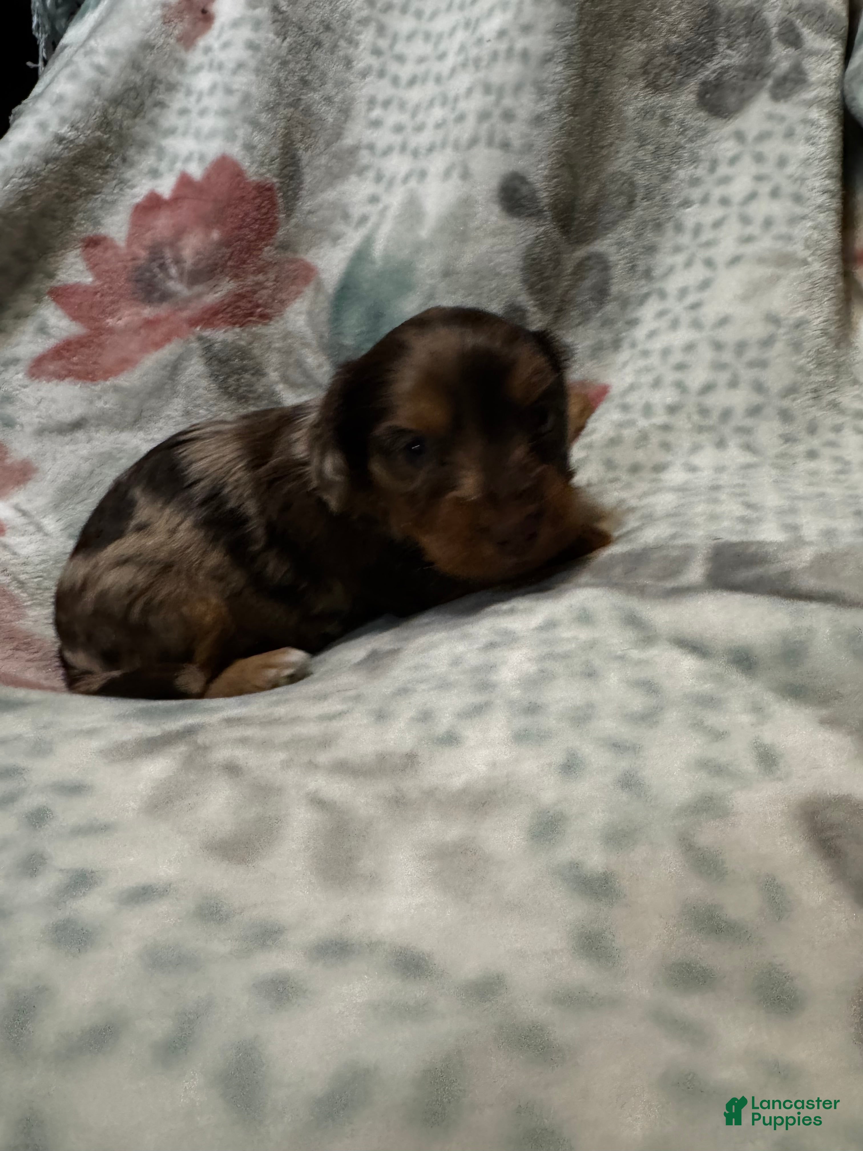 Dorkie dogs Roxy - Ad 3