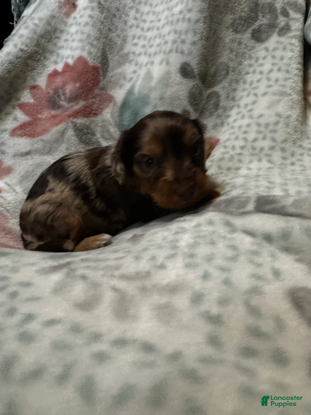 Dorkie dogs for sale: Roxy - Ad 1