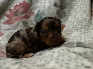 Dorkie dogs Roxy - Ad 3