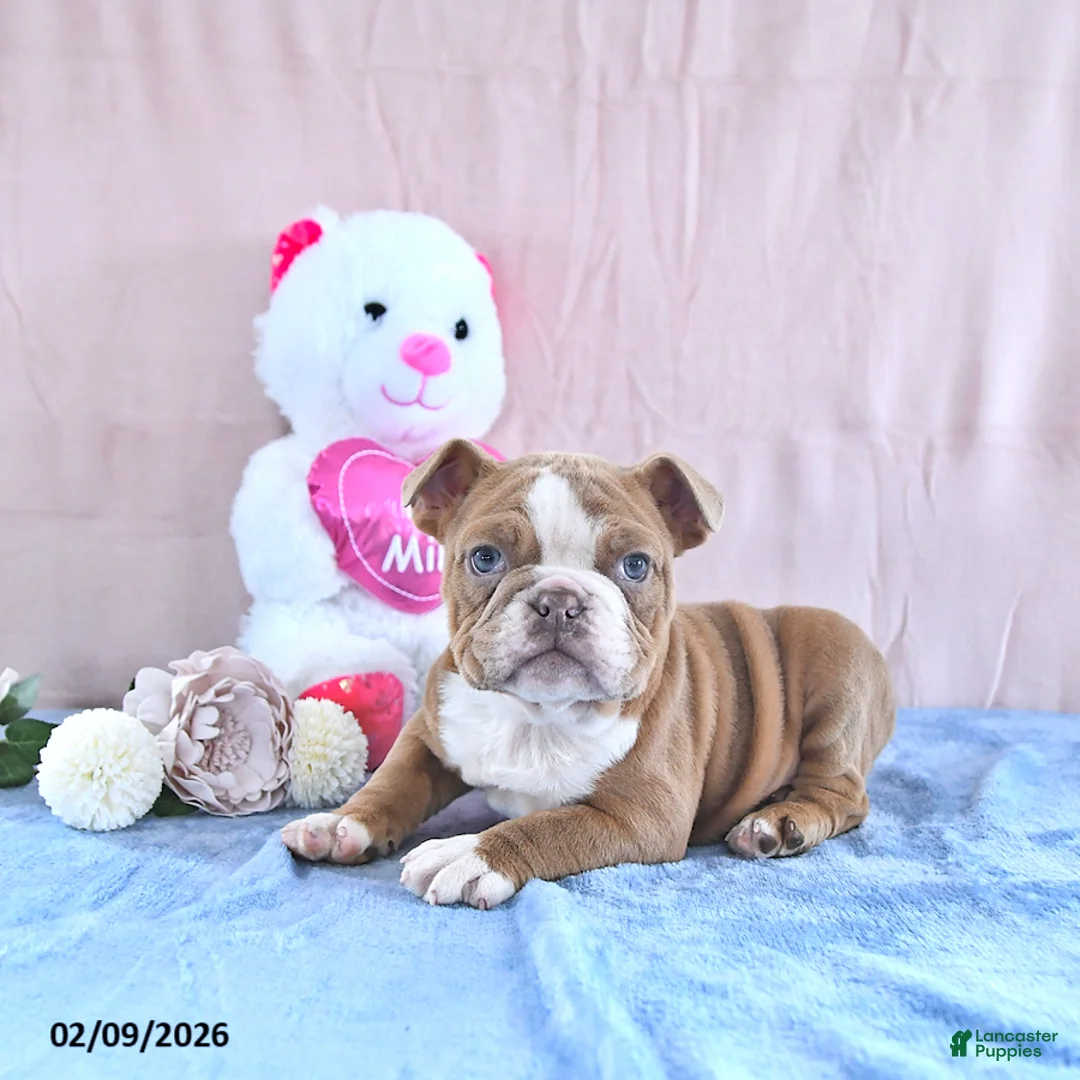 Mixed Breed dogs for sale: Winston - Ad 4