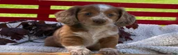 Miniature Dachshund dogs for sale: Boone - Ad 6