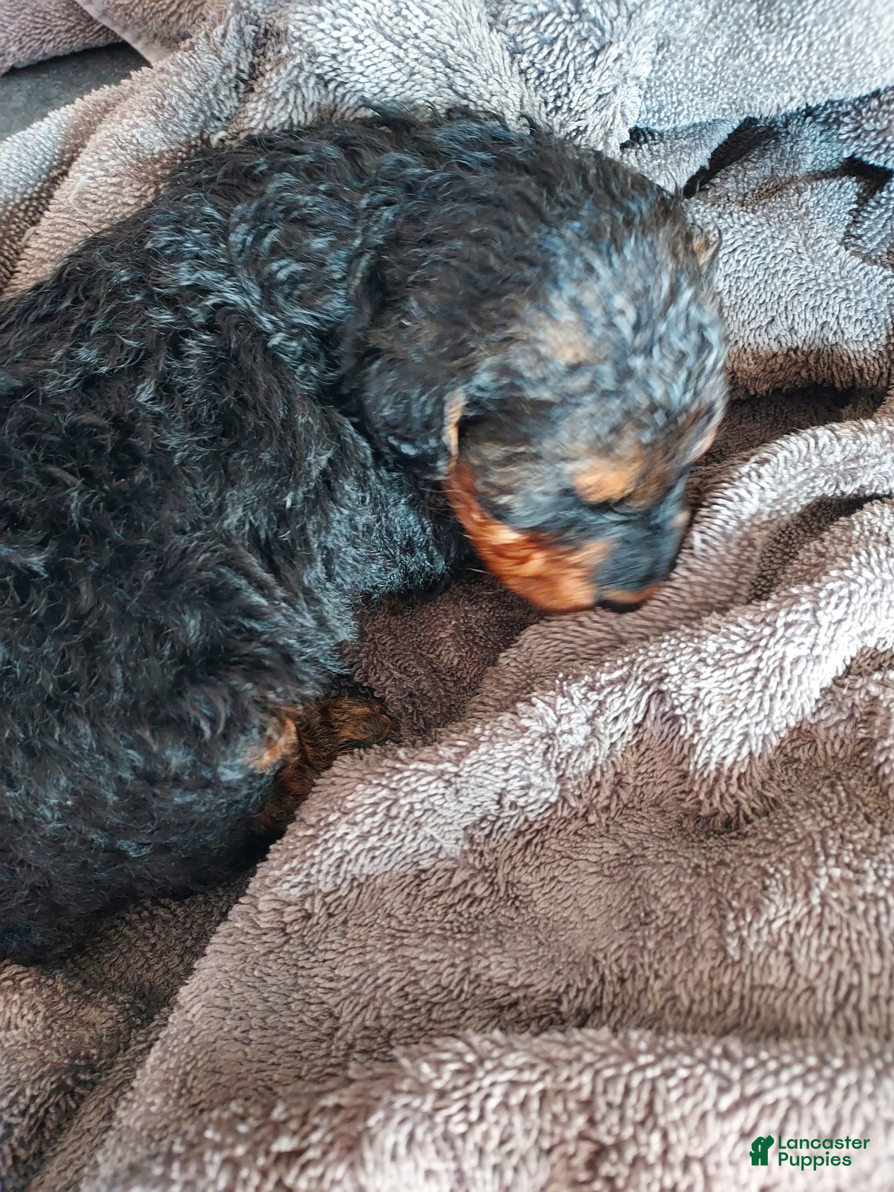 Airedale Terrier dogs Airedale Terrier Puppy 8 - Ad 3