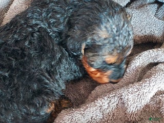 Airedale Terrier dogs Airedale Terrier Puppy 8 - Ad 3
