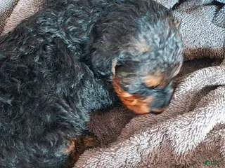 Airedale Terrier dogs Airedale Terrier Puppy 8 - Ad 8