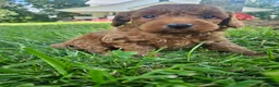 Cavapoo dogs for sale: Jet - Ad 4