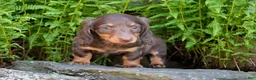 Miniature Dachshund dogs for sale: Janie - Ad 4