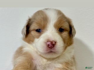 Australian Shepherd dogs - Ad 12