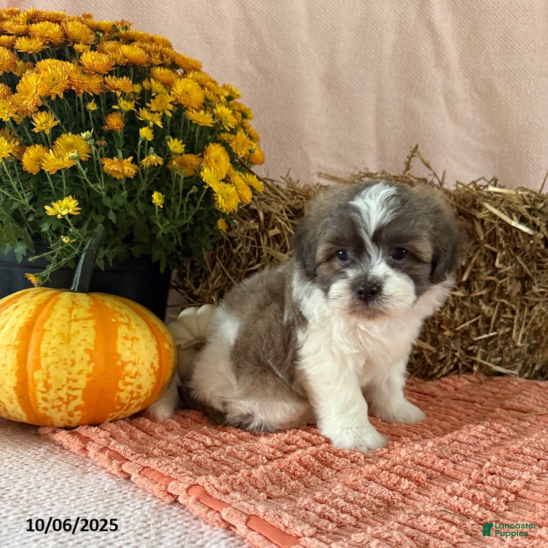 Teddy Bear dogs for sale: Chase - Ad 2