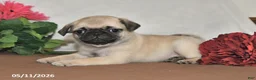 Pug dogs for sale: Lilac - Ad 1