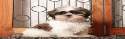 Shih Tzu dogs for sale: Muffin - Ad 3