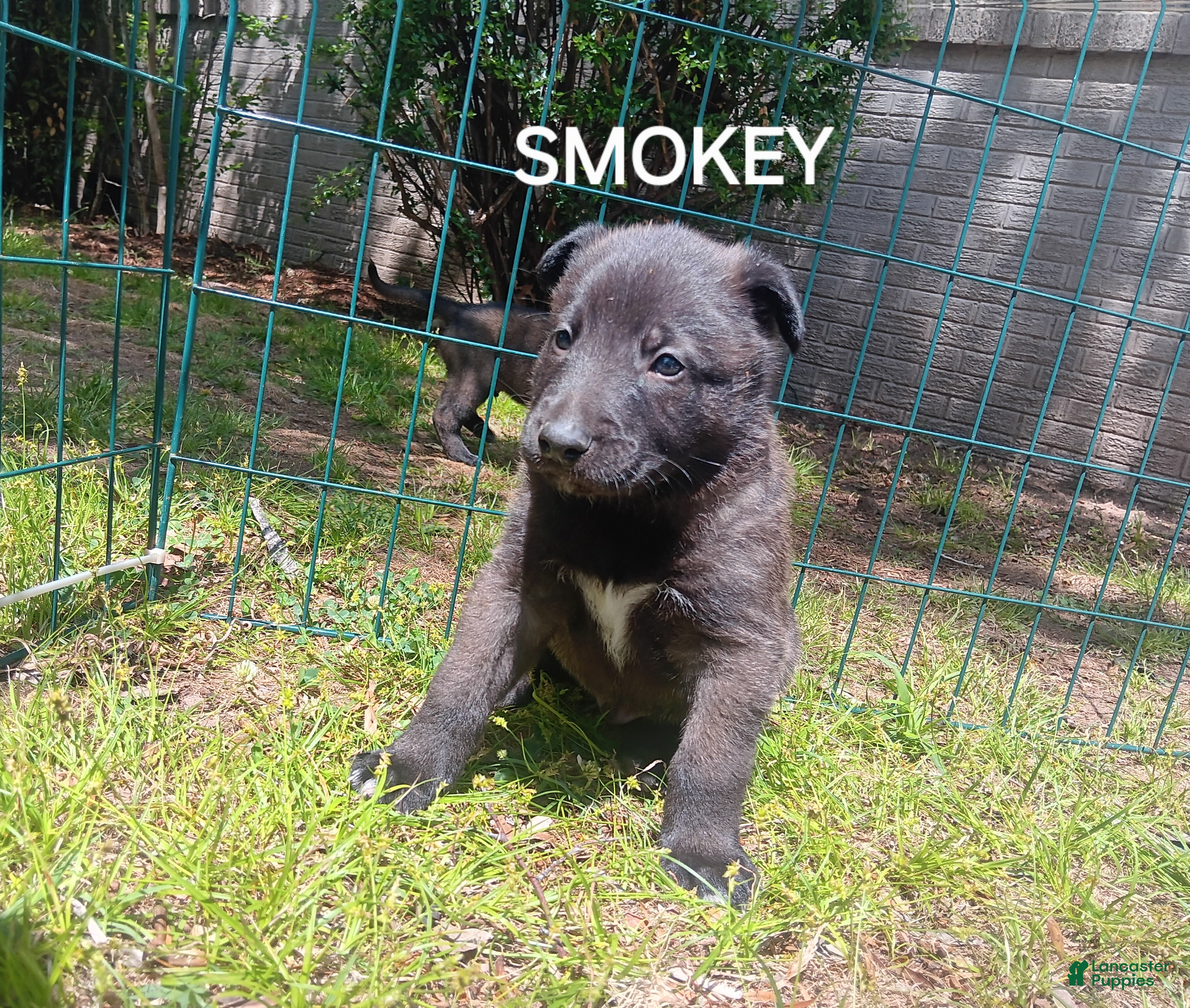 Belgian Malinois dogs Belgian Malinois Puppy 3 - Ad 3