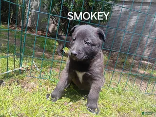 Belgian Malinois dogs Belgian Malinois Puppy 3 - Ad 3