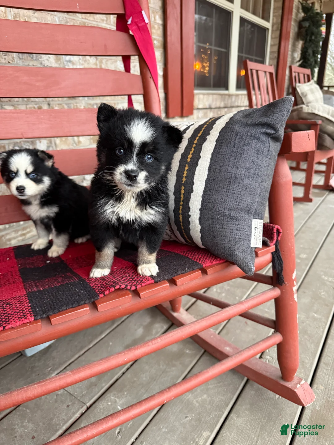 Pomsky dogs for sale: Oreo - Ad 5