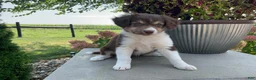 Mixed Breed dogs for sale: Michelle - Ad 3