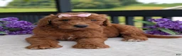 Goldendoodle dogs for sale: Miss Emmie - Ad 8