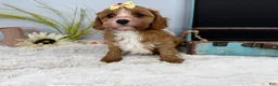 Cavapoo dogs for sale: Zoe  - Ad 15