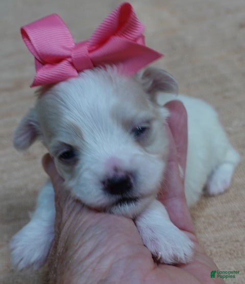 Maltipoo dogs Brookie - Ad 37