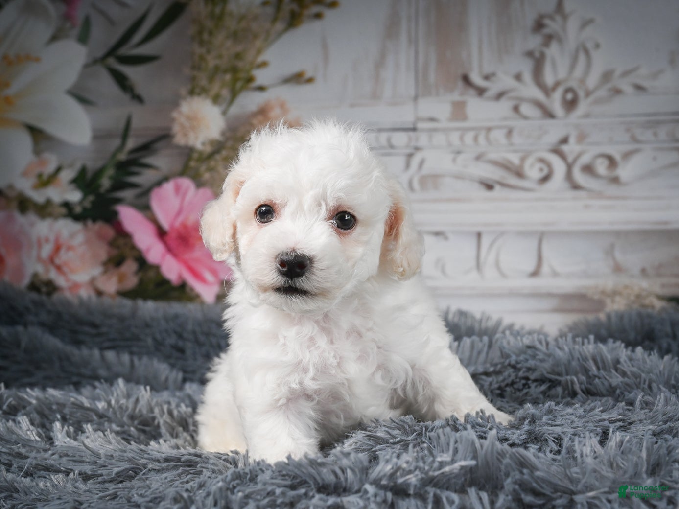 Bichon Frise dogs AKC-Freddie - Ad 1