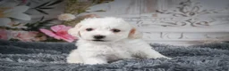 Bichon Frise dogs for sale: AKC-Freddie - Ad 1