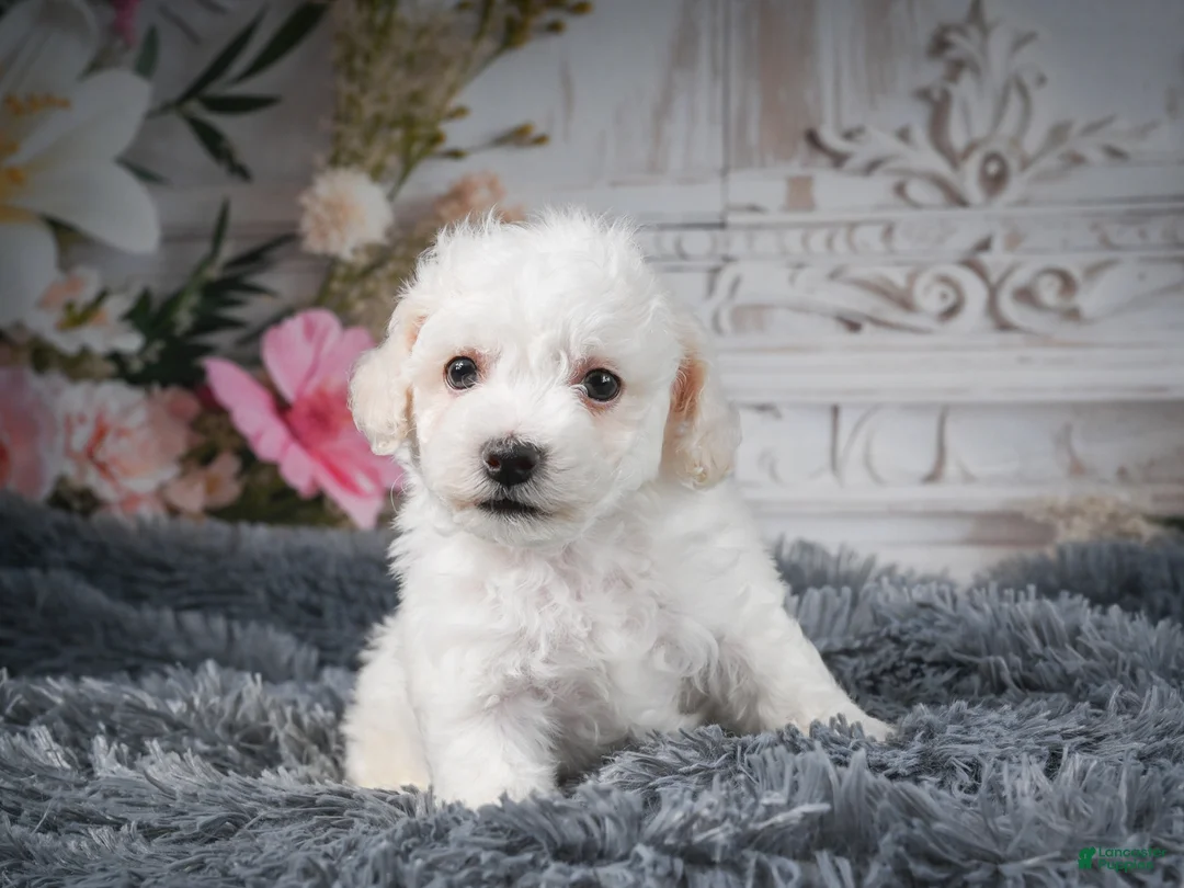Bichon Frise dogs for sale: AKC-Freddie - Ad 1