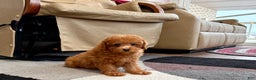 Maltipoo dogs for sale: Red Sugar  - Ad 10