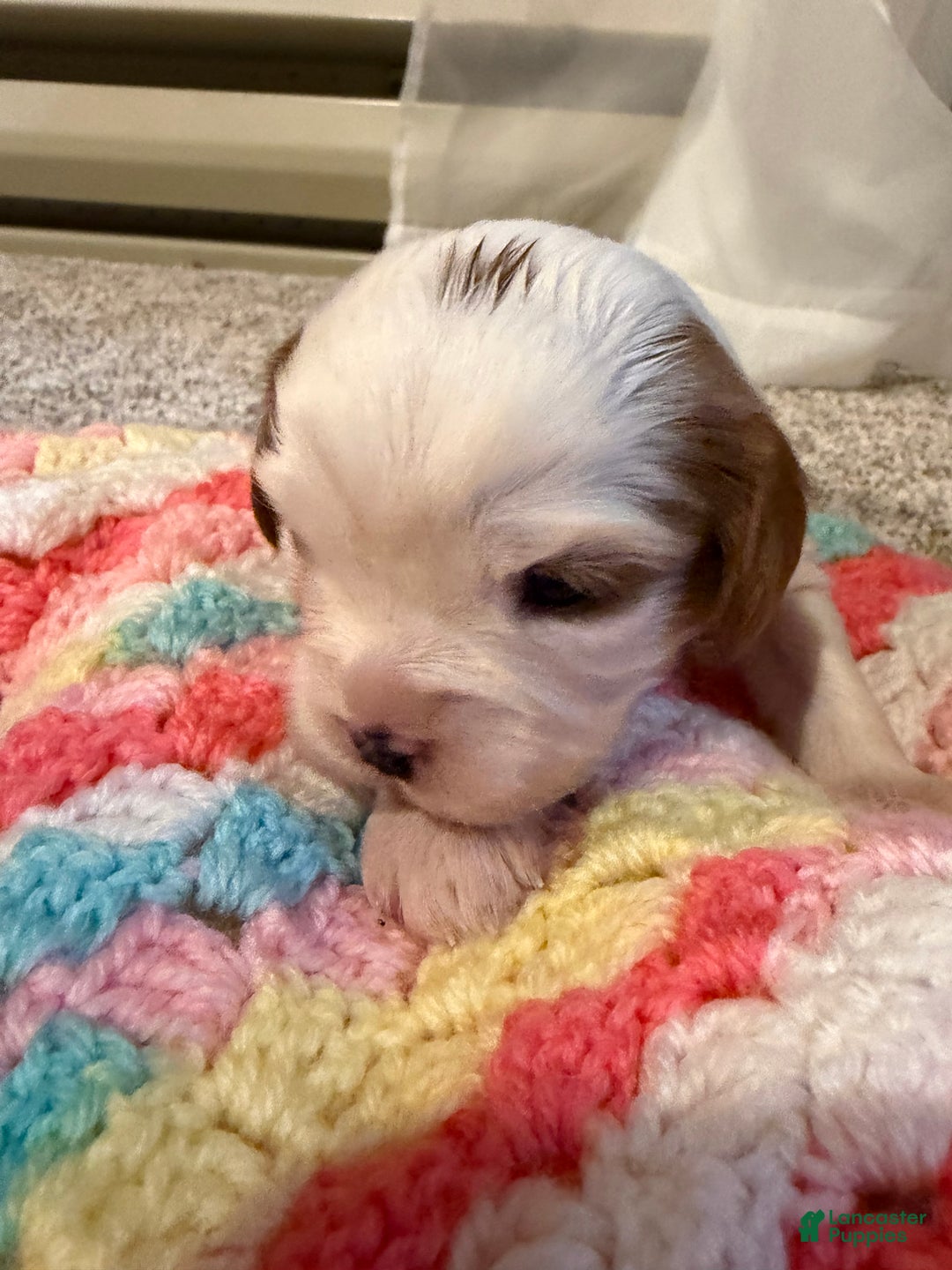 Cavalier King Charles Spaniel dogs for sale: Eve - Ad 2