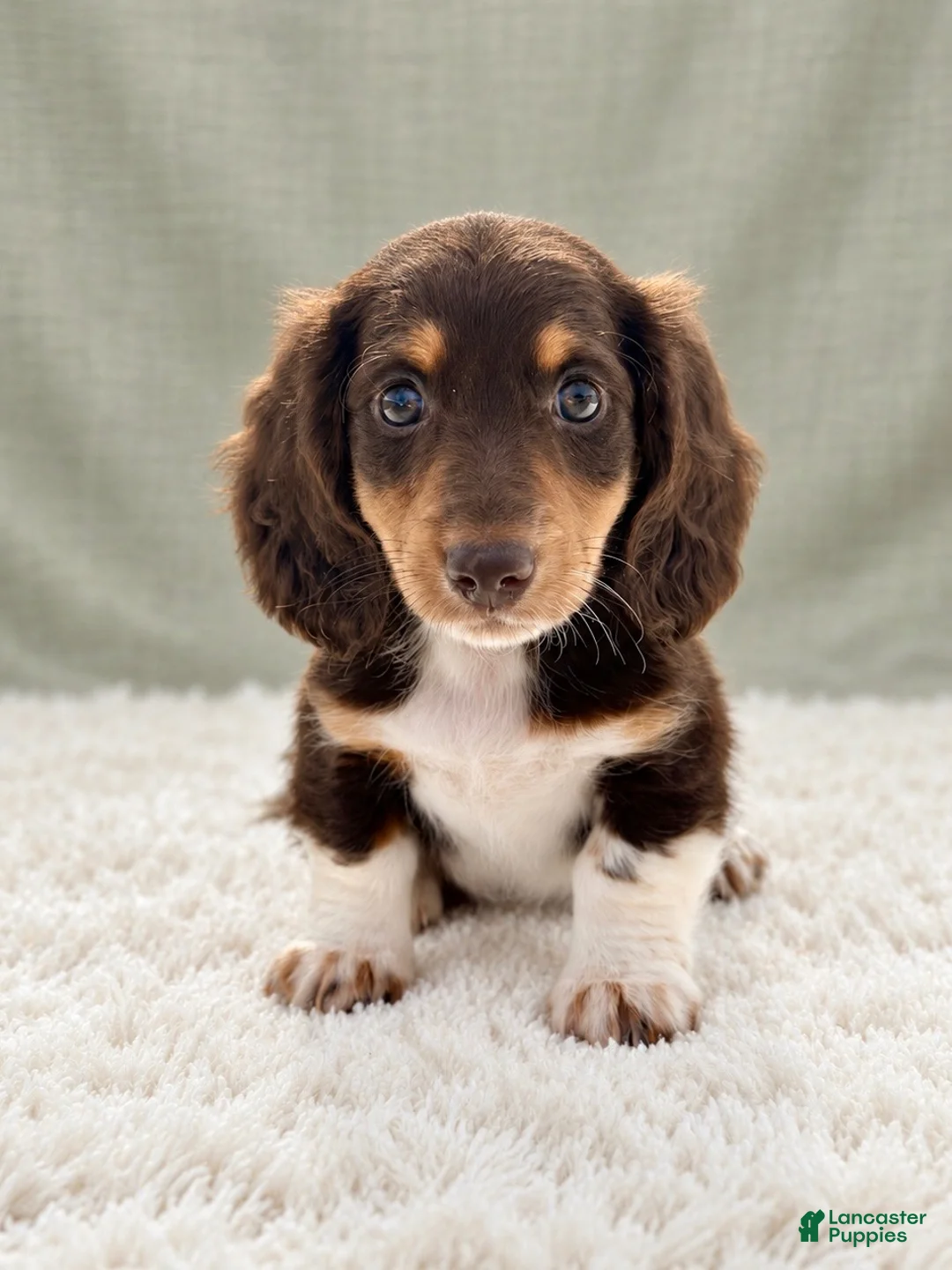 Miniature Dachshund dogs for sale: Miniature Dachshund 4 - Ad 2