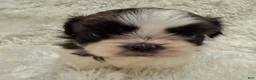Shih Tzu dogs for sale: Chloe - Ad 2