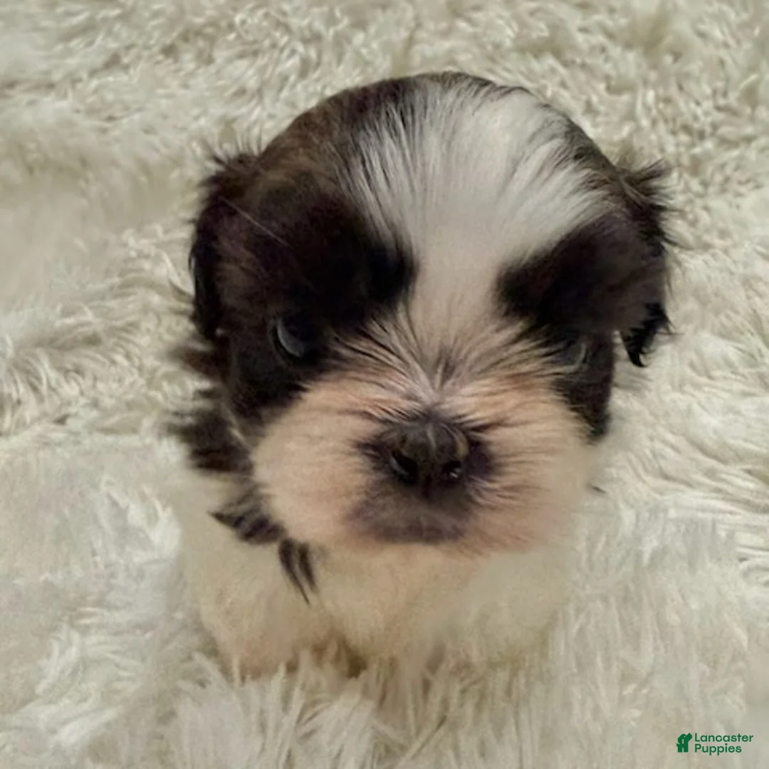 Shih Tzu dogs for sale: Chloe - Ad 2