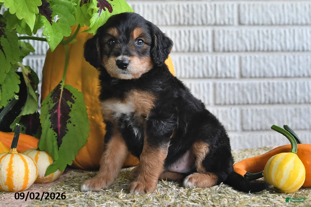Mixed Breed dogs for sale: Cody - Ad 2